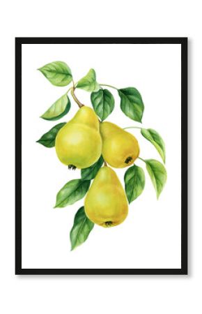 Pear fruit on branch with green leaves isolated, botanical watercolor illustration, fall clipart, yellow pears poster