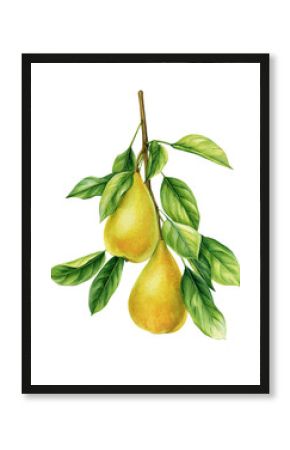 Pear fruit on branch with green leaves isolated, botanical watercolor illustration, fall clipart, yellow pears poster