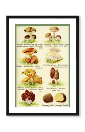 Vintage color table of edible mushrooms, with latin and german botanical names