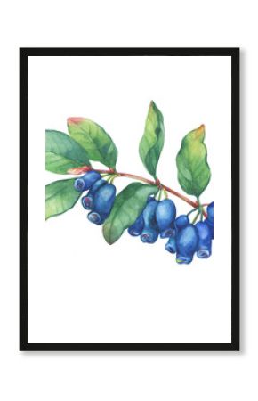 Branch of honeysuckle plant (Lonicera caerulea) with blue berries and leaves. Fresh honeysuckle fruits (Haskap, Honeyberry). Watercolor hand drawn painting illustration isolated on white background.