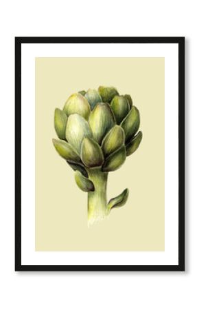 Watercolor botanical illustration of artichoke. Fresh food. Organic vegetarian. Isolated object on light green background. Hand painted poster or print. Realistic vintage style.