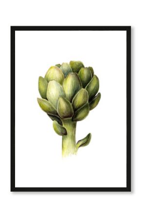 Green artichoke. Fresh food. Organic vegetarian. Watercolor botanical illustration. Isolated object on white background. Hand painted poster or print. Realistic style.