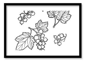 Black currant hand drawn illustration. Garden berry black and white sketch. Aromatic ripe summer dessert. Juicy Ribes nigrum freehand pen branch. Design element for label, poster, print