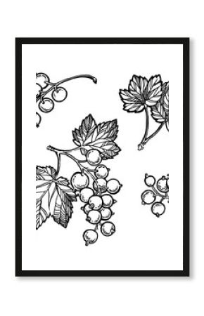 Black currant hand drawn illustration. Garden berry black and white sketch. Aromatic ripe summer dessert. Juicy Ribes nigrum freehand pen branch. Design element for label, poster, print