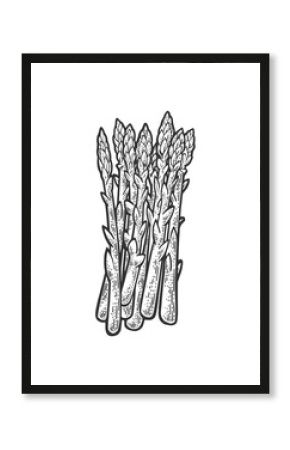 Asparagus plant sketch raster illustration