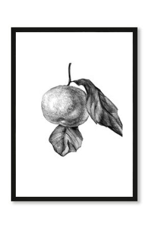 Orange or mandarin and leaves isolated on white. Pencil drawing sketch. Line art manual graphic. Monochrome hand drawn food element for created package, packaging, menu, poster, postcard.