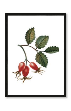Rosehip fruits. Handmade watercolor illustration. color image of an autumn vitamin fruit. The isolate. For labels, packages, printed products, stickers, posters and banners.