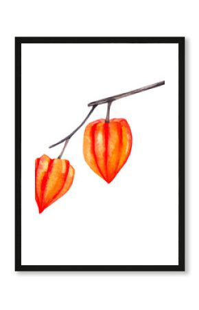 Watercolor physalis twig isolated on white. Perfect for DIY projects, cards, invitations, posters, scrapbooking, branding. Botanical illustration.
