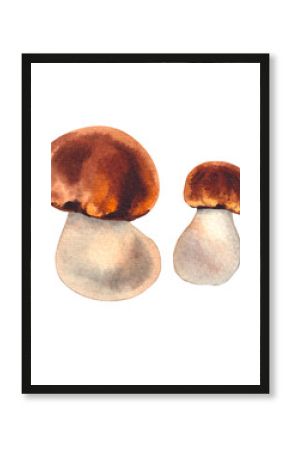 Watercolor mushroom of the boletus family. Perfect for DIY projects, cards, invitations, posters, scrapbooking, branding. Botanical illustration porcini mushroom.