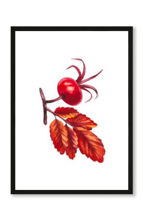 Watercolor rose hip berry branch isolated on white. Perfect for DIY projects, cards, invitations, posters, scrapbooking, branding. Botanical illustration.