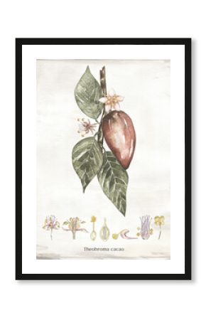 Graphic hand drawn vintage poster with watercolor cacao branch and elements, postcard illustration, cocoa leaves and pod clipart