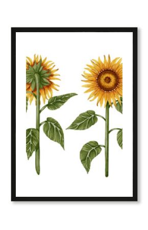 Hand drawn watercolor set of sunflowers in different poses. Flowers. Botanical watercolor illustration. Perfect for botanical design, print, posters, decor, packaging.