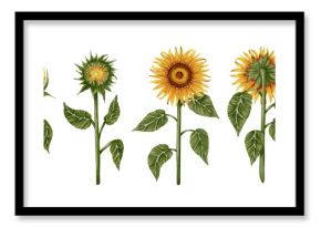 Hand drawn watercolor set of sunflowers in different poses. Flowers. Botanical watercolor illustration. Perfect for botanical design, print, posters, decor, packaging.
