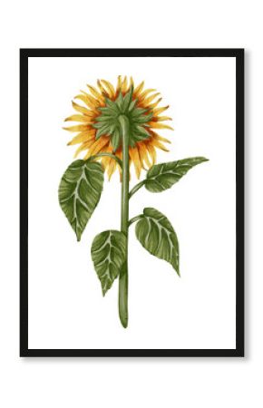 Hand drawn watercolor sunflower with green leaves on white background. Perfect for botanical design, print, posters, decor, packaging.