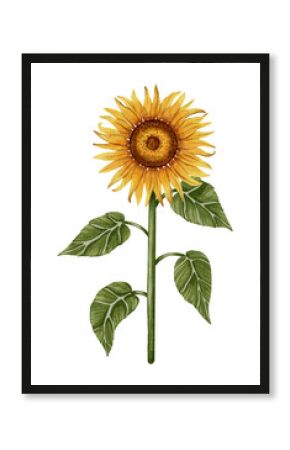 Hand drawn watercolor sunflower with green leaves on white background. Perfect for botanical design, print, posters, decor, packaging.