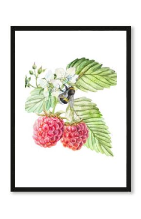 Raspberry watercolor. Hand drawn illustration of a beautiful branch with green leaves, ripe berries, white flowers and a sitting bumblebee. Botanical clip art for jam, marmalade and beverage label.