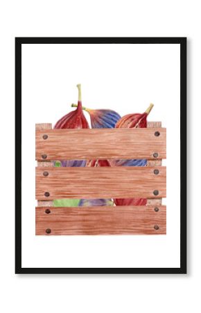 Wooden crate filled with ripe figs in red, purple shades. Watercolor harvest illustration isolated on white, perfect for autumn markets, packaging, kitchen prints, food designs, seasonal farm products