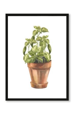 Green fresh basil plant in clay pot watercolor illustration.Hand drawn isolated floral clipart with aromatic herb spices,salad ingredient and condiment for eco poster,card, home gardening hobby design
