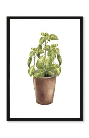 Fresh basil spices in brown pot watercolor illustration. Hand drawn home plant clipart with aromatic herb spices painting for culinary book,poster, menu card, eco vegan sticker design