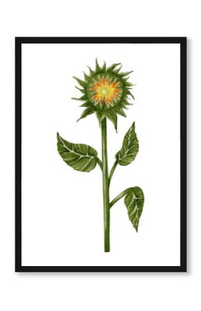 Hand drawn watercolor set of sunflowers in different poses. Flowers. Botanical watercolor illustration. Perfect for botanical design, print, posters, decor, packaging.