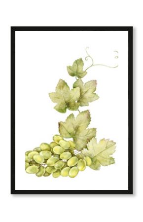 Watercolor composition with green grape cluster and vine leaves. Elegant botanical element perfect for wine label design, vineyard branding, packaging, or natural food illustration.