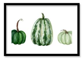 Watercolor set of green pumpkins illustration of different sizes isolated on white background. Autumn decoration element for design in the autumn festival, greeting cards, invitation, poster.