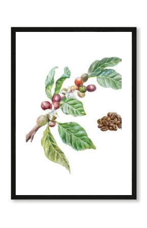 Coffee branch with fruits and flowers and roasted brown beans. Botanical watercolor illustration. Drink labels, packages, menus, covers, cafe banners.
