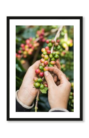 harvesting coffee berries by agriculturist hands