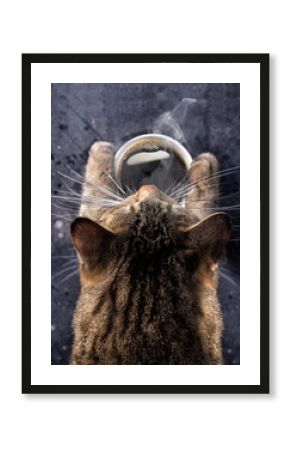 Cat's paws hold a cup of hot black coffee. A gray cat bent over a cup of coffee with steam. Good morning.