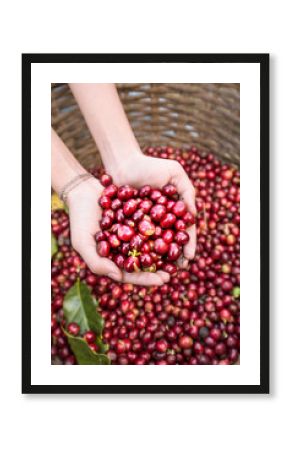organic red cherries coffee beans in hands  