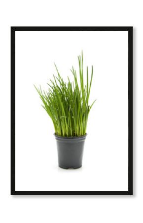Fresh chives plant in black pot over white background