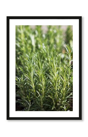 rosemary (rosmarinus officinalis)