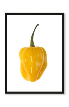 Yellow Scotch Bonnet Chilli