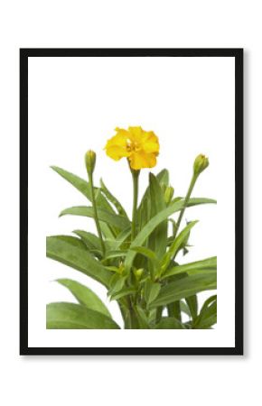 Flowering Mexican tarragon