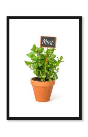 Mint in a clay pot with a wooden label