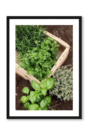 Herbs prepared for planting..Rosemary, oregano, thyme and basil.