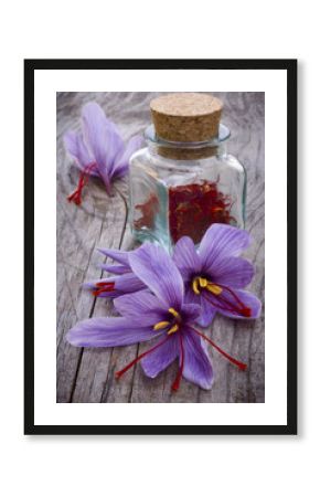 Saffron flowers (Crocus sativus)