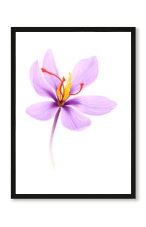 Close up of saffron flower isolated on white background