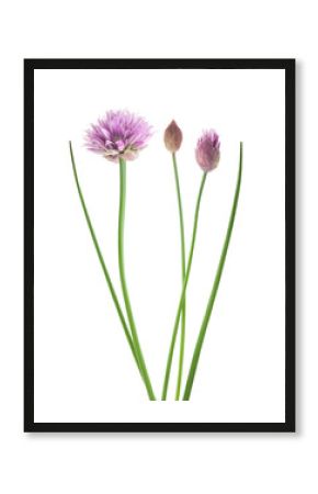 Chive  flower