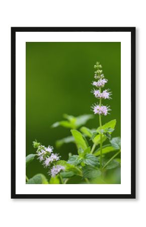 Closeup photo of flower of spearmint plant (Mentha spicata) in the garden