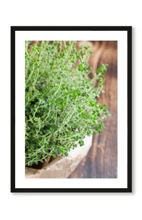 Lemon thyme plant