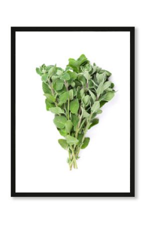 Fresh garden oregano herb