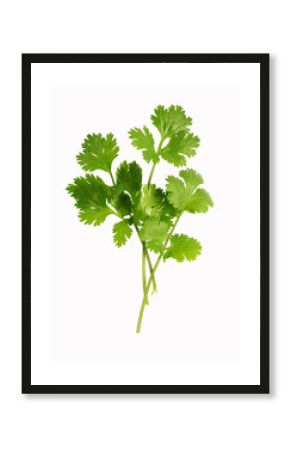 cilantro