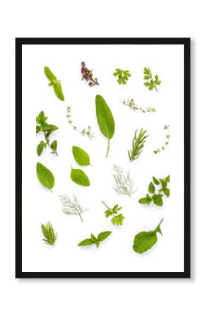 Various fresh herbs from the garden holy basil , basil flower ,r