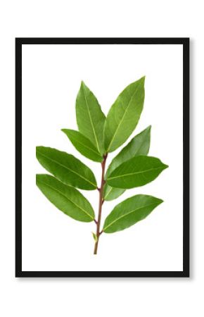 Laurel (Laurus nobilis)