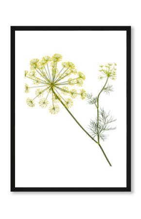 Branch of fresh green dill herb leaves isolated.  Flowering plant dill.