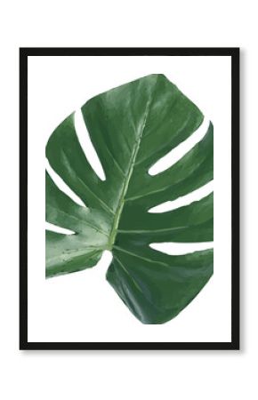 Showing Monstera leaf digital illustration on clear background with green splits and fenestrations