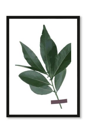 Botanical illustration showing green leaf sprig on transparent background with tape, copy space