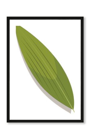 Stylized lanceolate leaf is displaying veins in flat design on transparent background, copy space