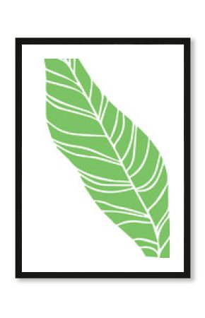 Stylized flat green banana leaf is floating on transparent background, showcasing curved dark veins